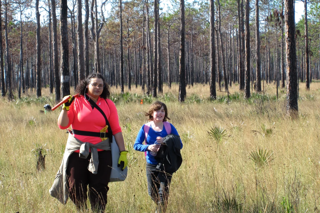 Forestry project site
